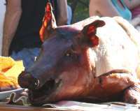 Roast Pig