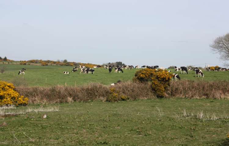 Cows grazing