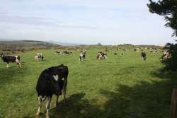 grazing