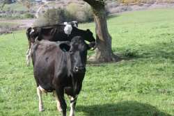 cows