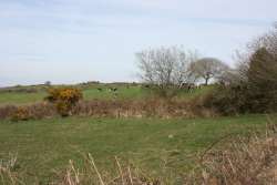 cows